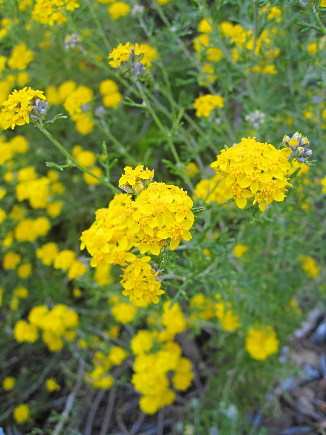 Golden Yarrow along Mission Canyon Road