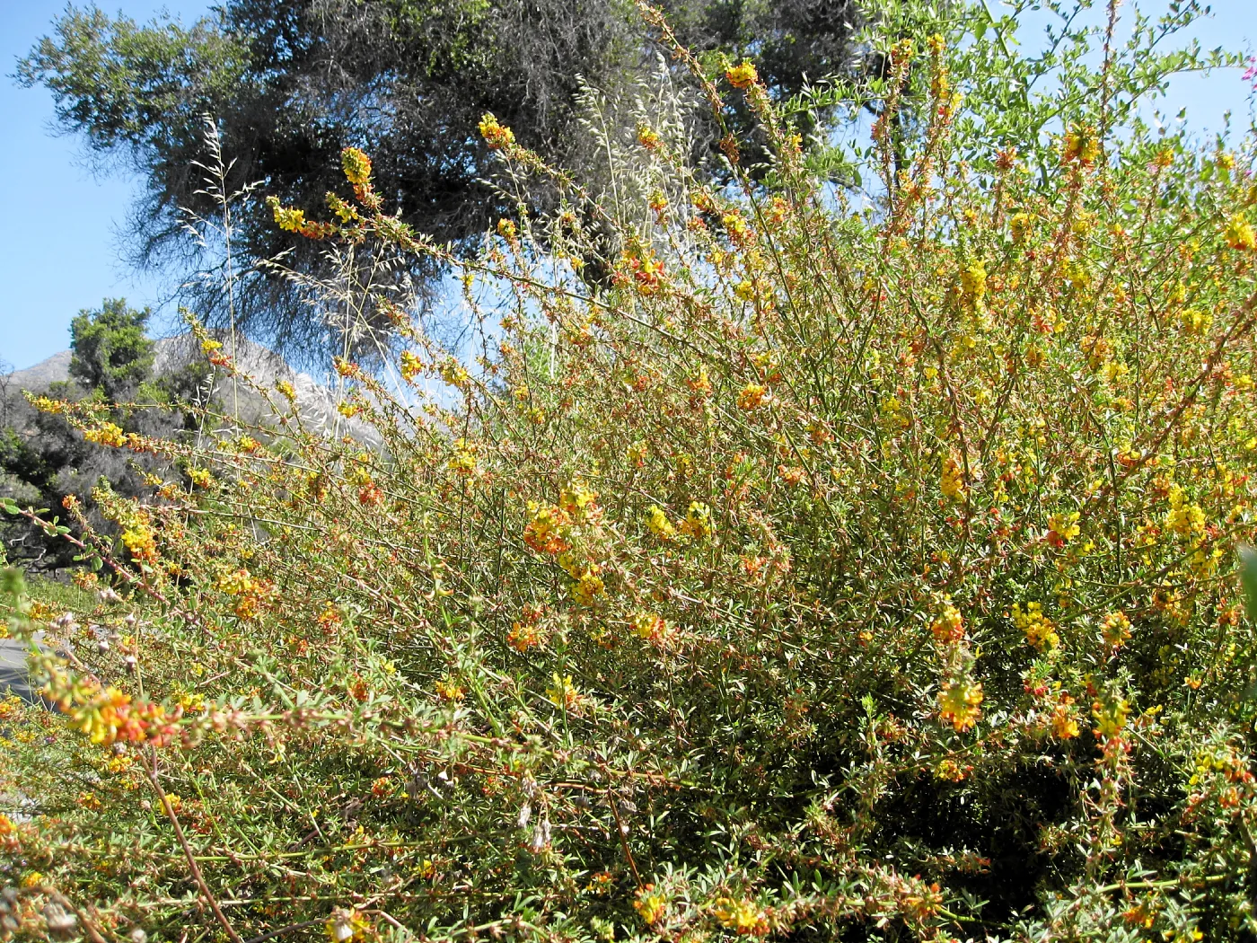 Deer weed along Mission Canyon Rd