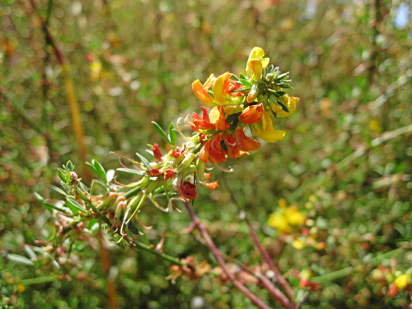 Deer weed along Mission Canyon Rd