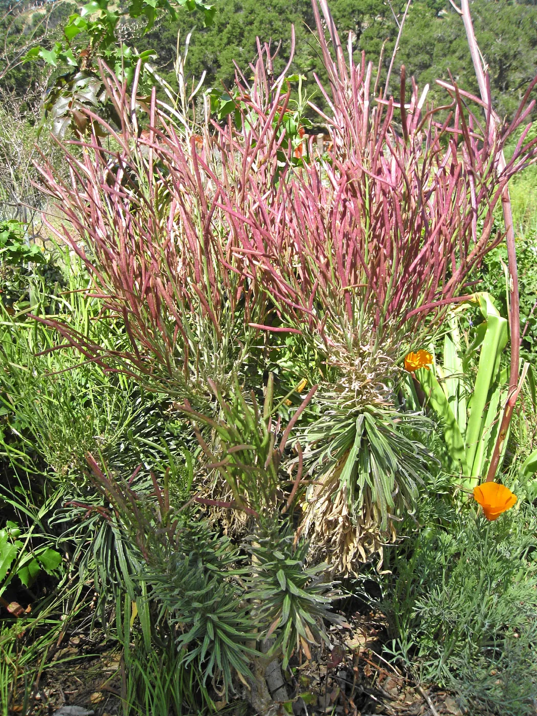 Giant Arabis hoffmannii in the Meadow View