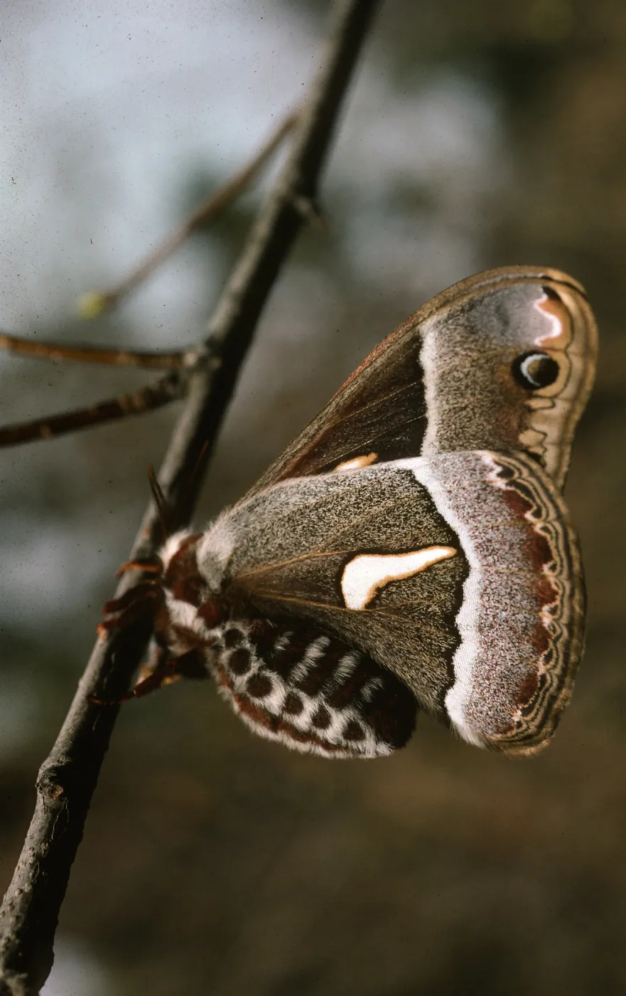 Ceanothus moth