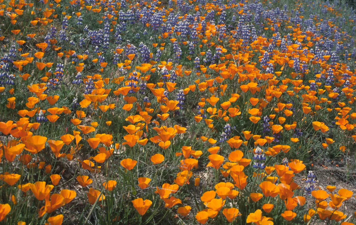 poppies and Lupinus nanus in bloom, wildflowers, Figueroa