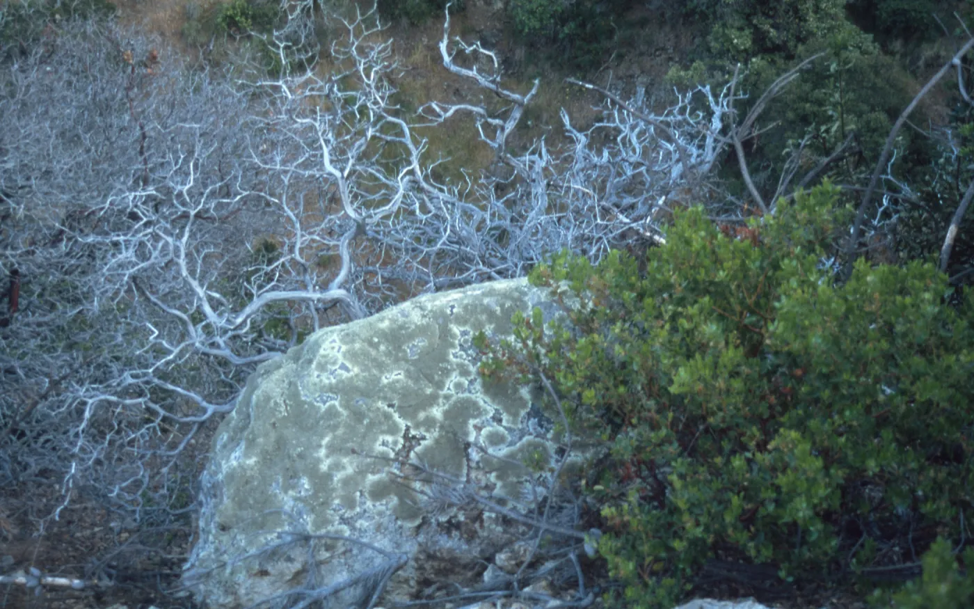 dead Arctostaphylos, lichen covered rock, Santa Cruz