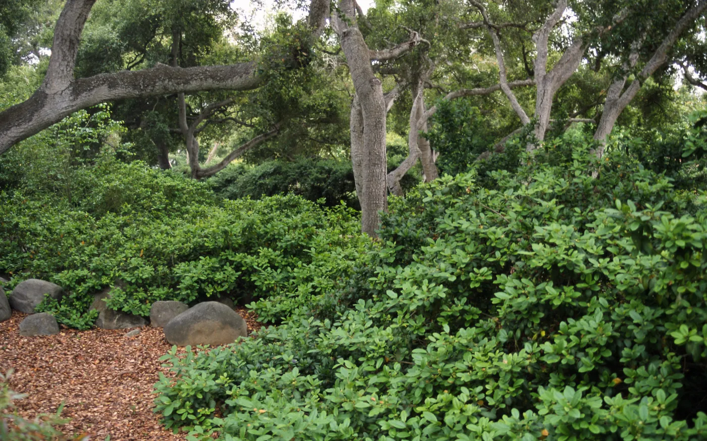 Frangula californica â€˜Eve Case' with oaks. Landscape design by Sydney Baumgartner