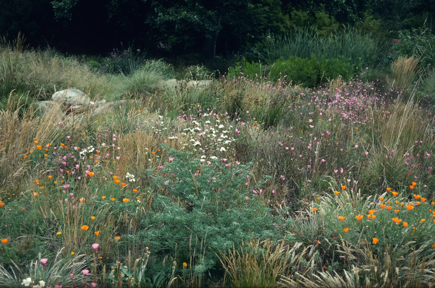 Meadow, Strybing