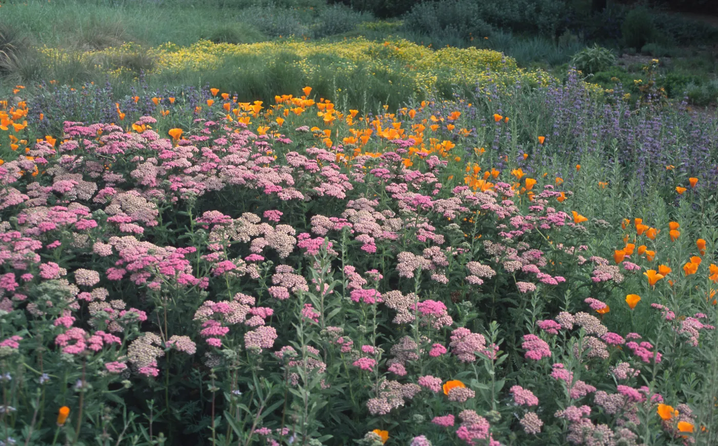 Achillea cv. Island Pink, SBBG Meadow, wildflower display