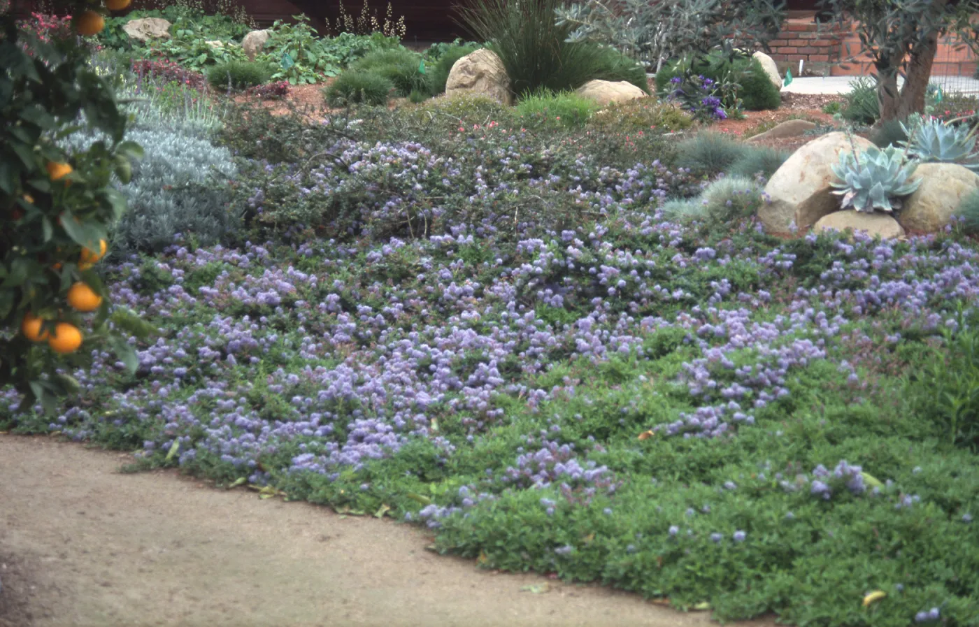 Ceanothus hearstiorum