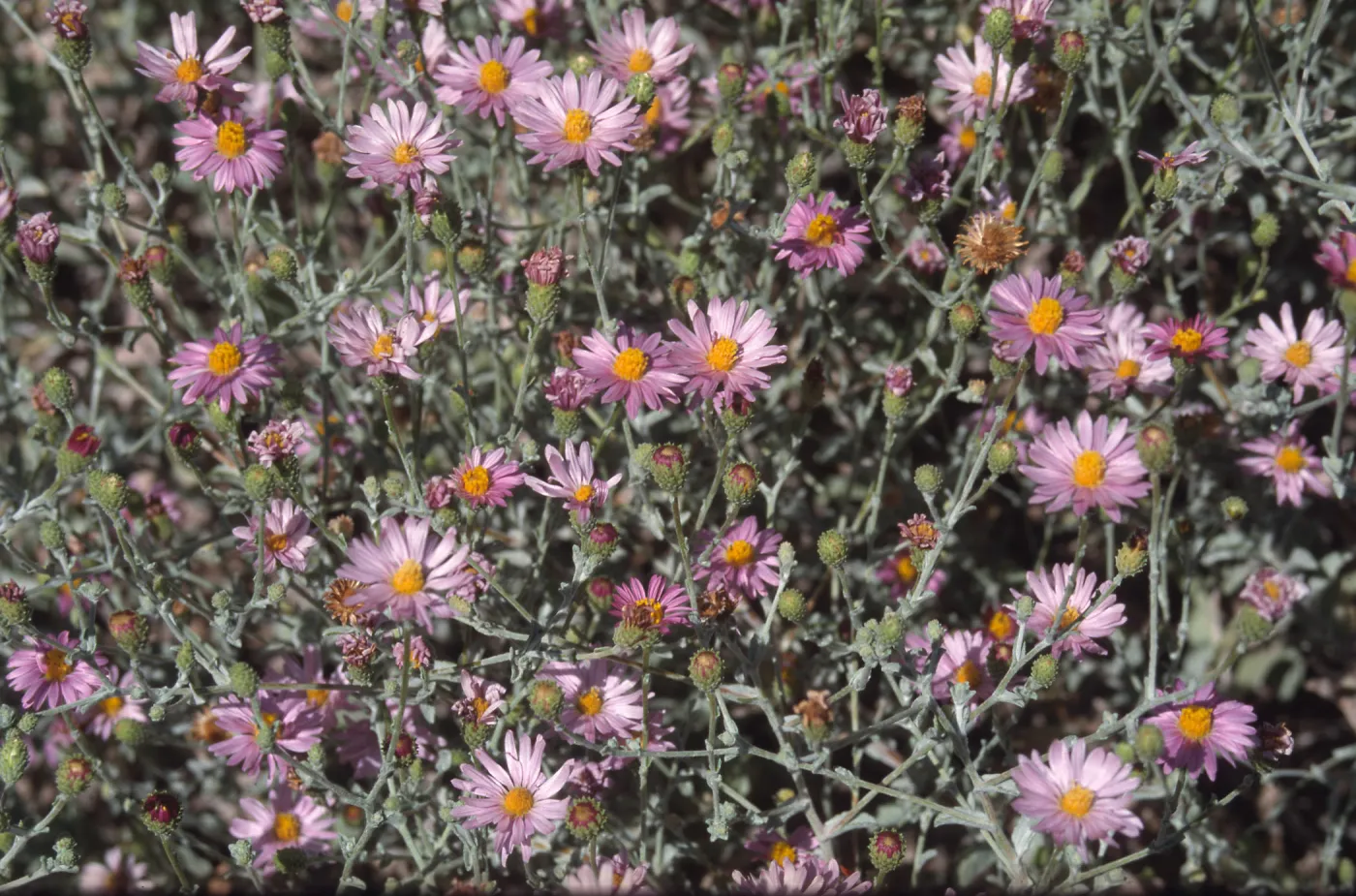 Lessingia cv. Smart Aster, 89-280