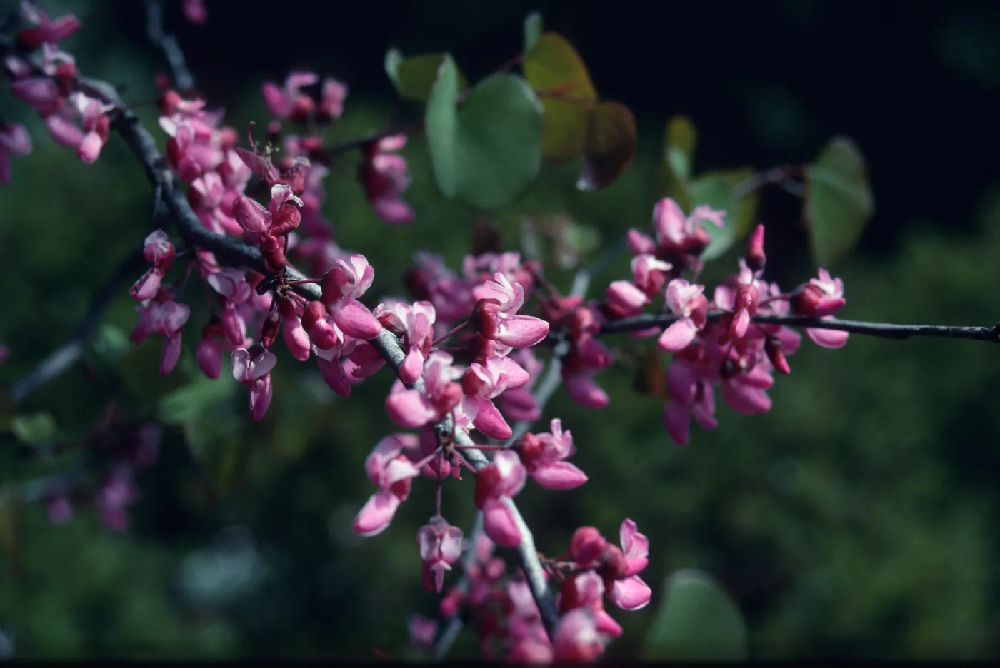 Cercis occidentalis flowers
