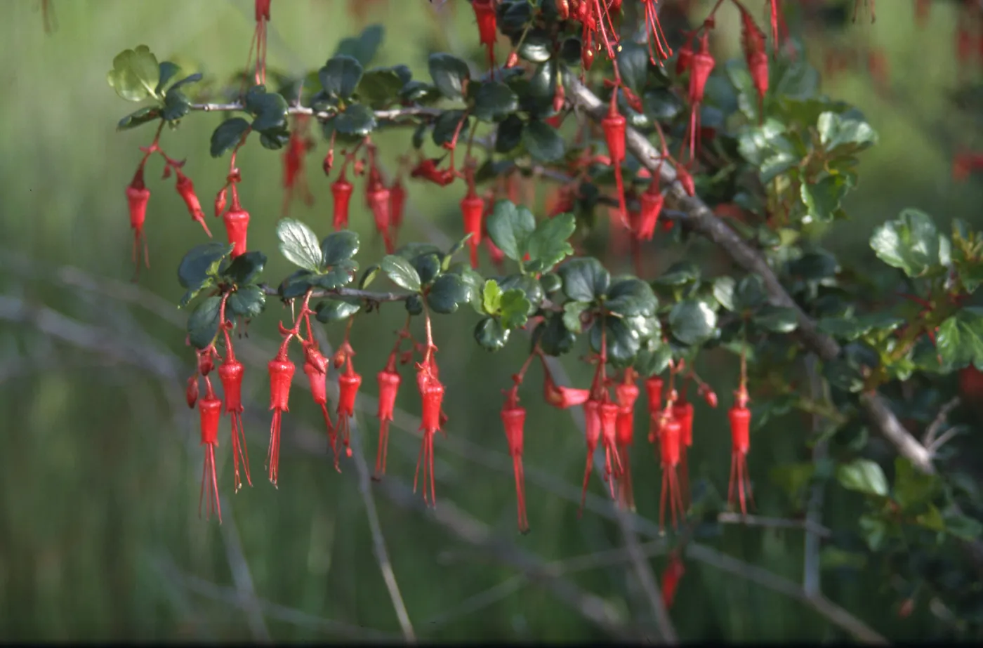 Ribes speciosum flowers, De La Guerra Springs