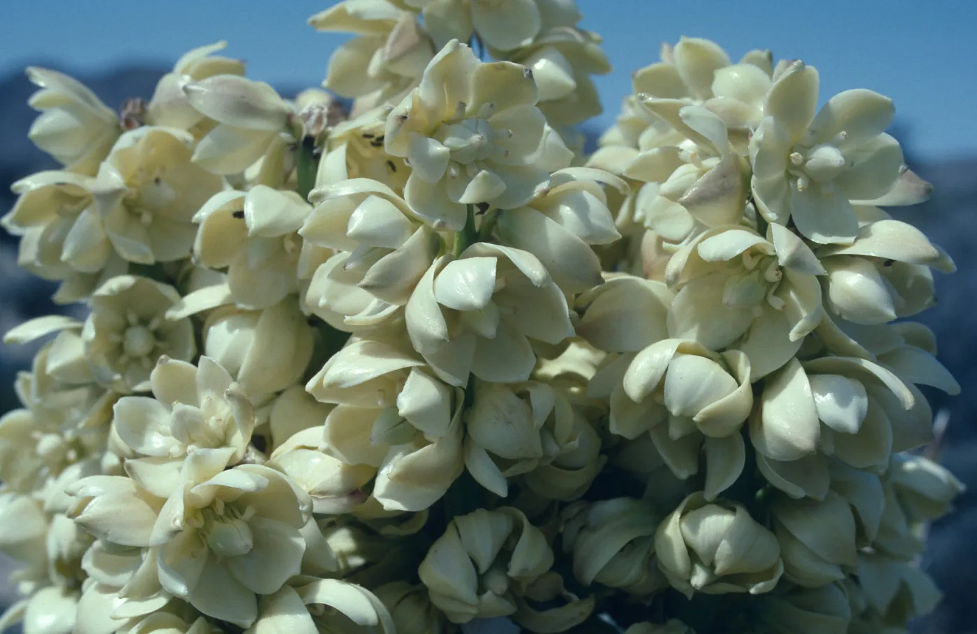 Yucca schidigera flowers