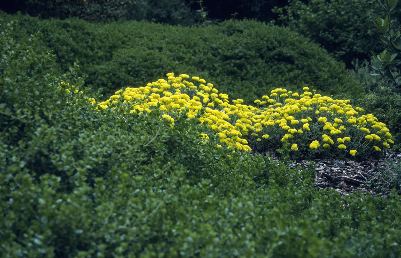 Solidago californica with Eriogonum umbellatum, SBBG lower Meadow, Ground Cover Display
