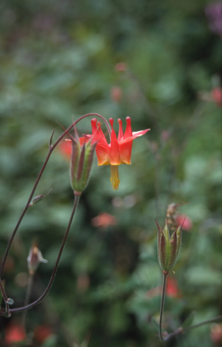 Aquilegia formosa flower and fruit, Vincente Trail, monterey County