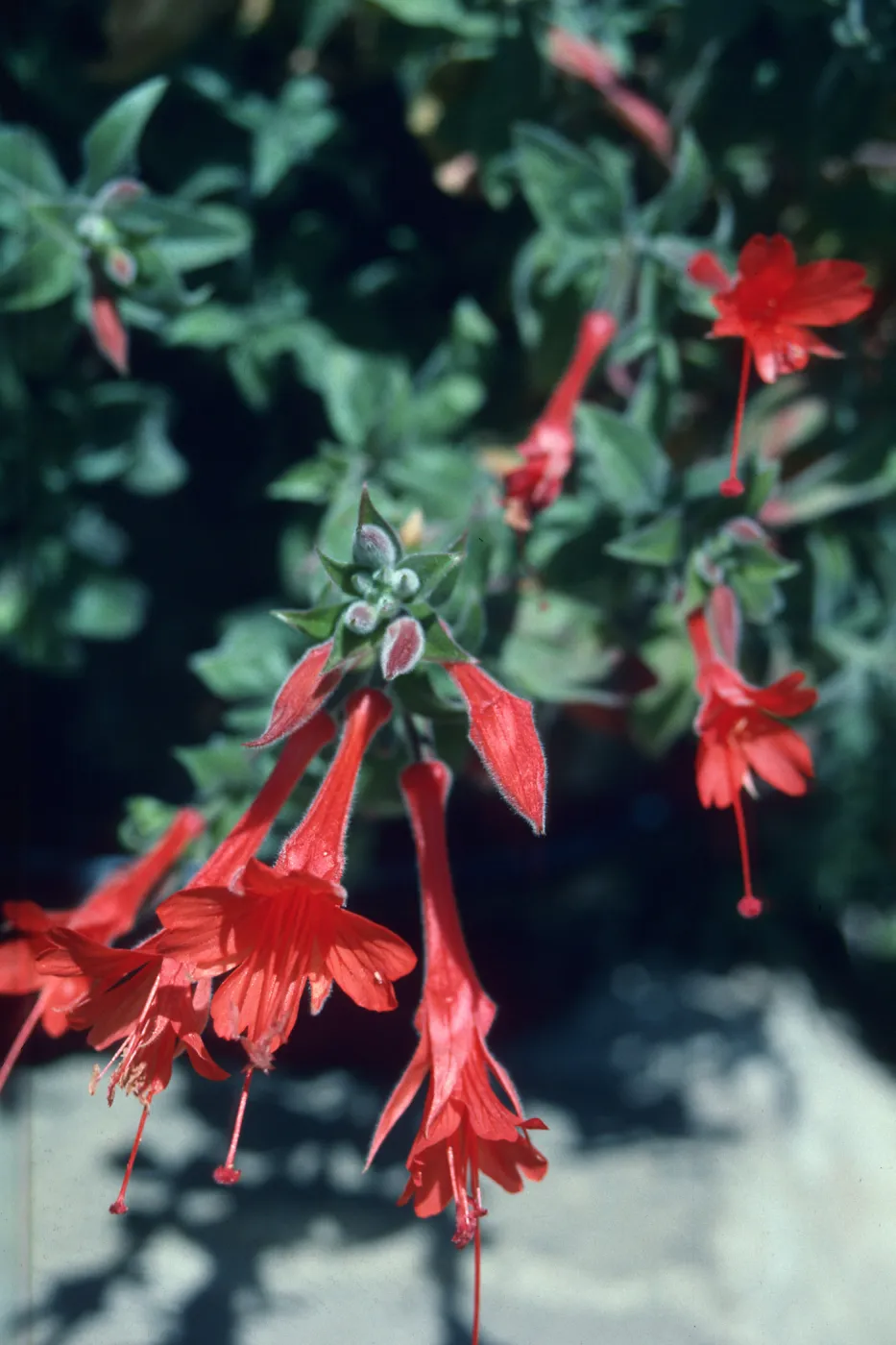 Zauschneria cv. Catalina flowers, SBBG Home Demonstration Garden