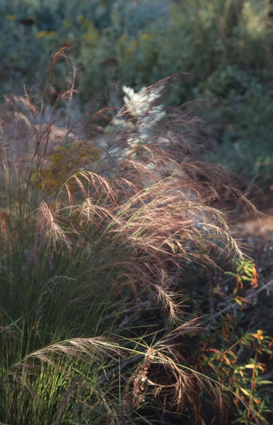 Aristida purpurea