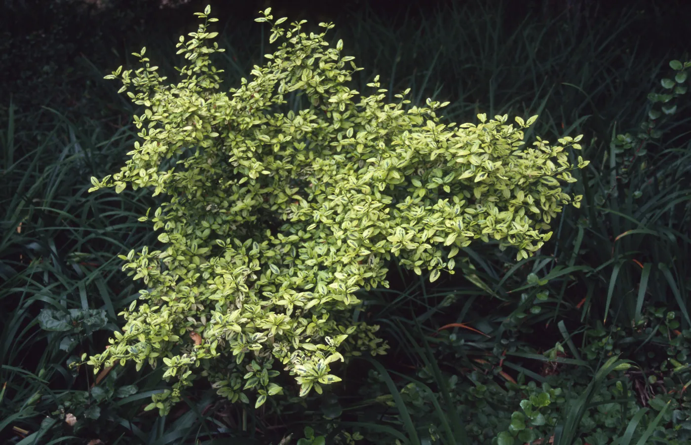 C. thrysiflorus, RSA