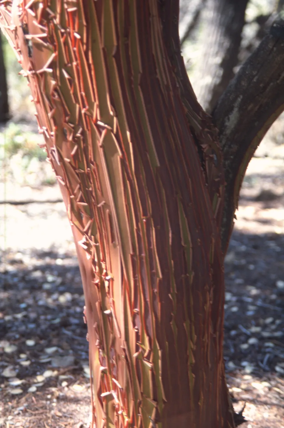 Arctostaphylos obispoensis bark, West Cuesta