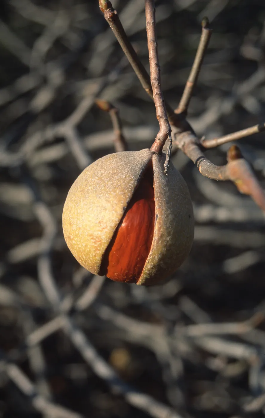 Aesculus fruit