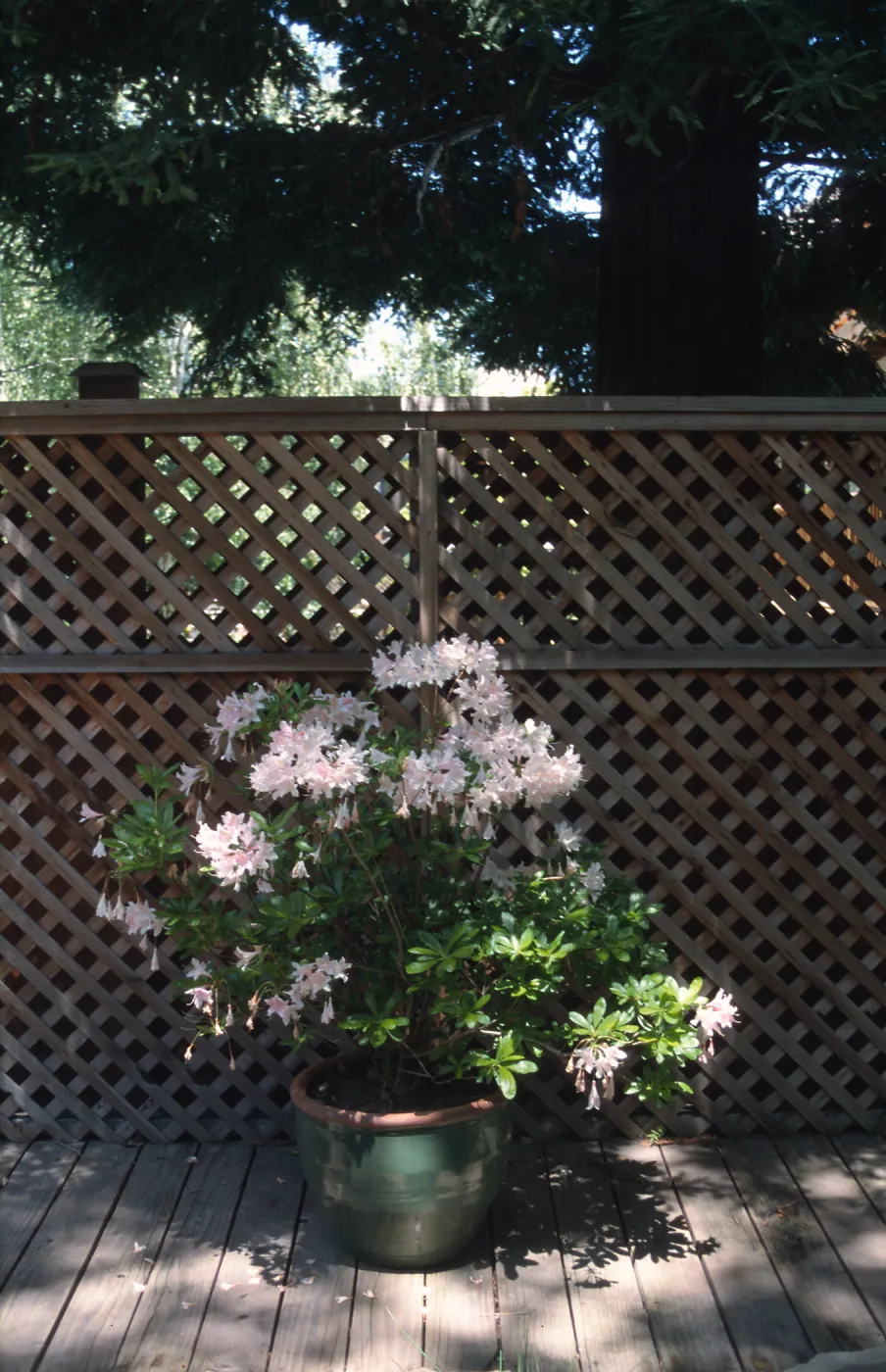 container with Rhododendron occidentale, Cupertino