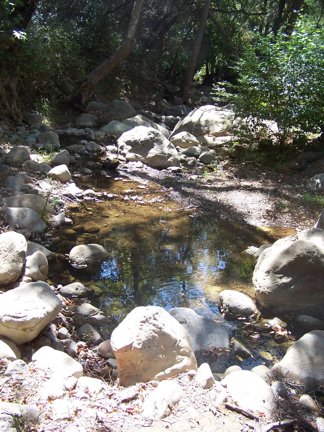 SBBG Community Free Day, pool in Mission Creek