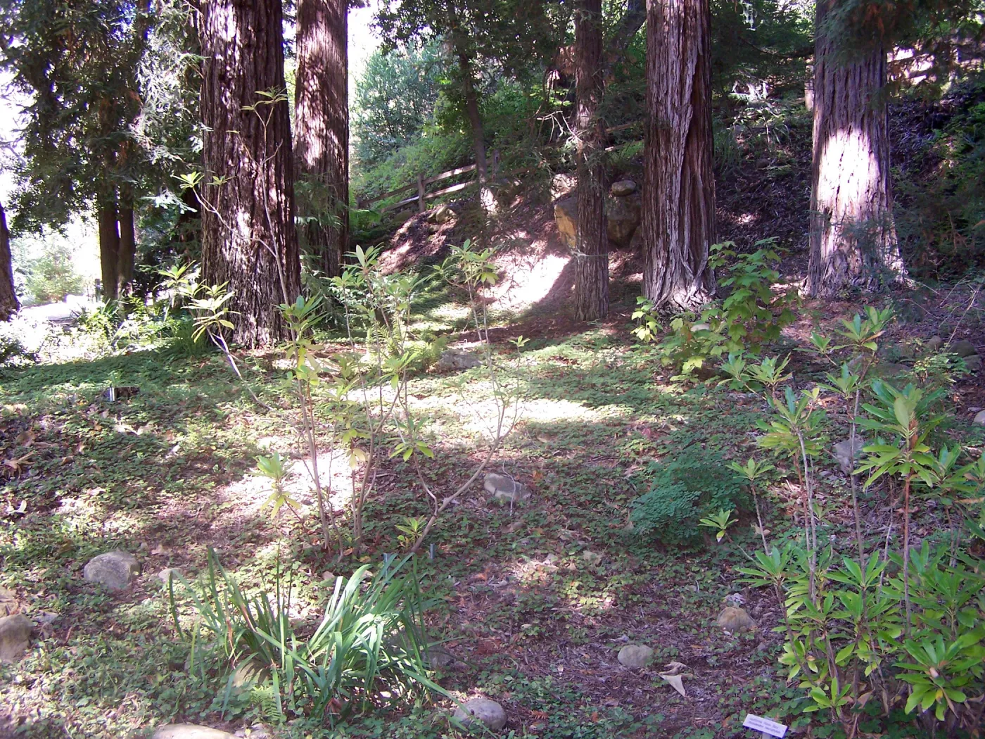 Redwood Section, SBBG Community Free Day