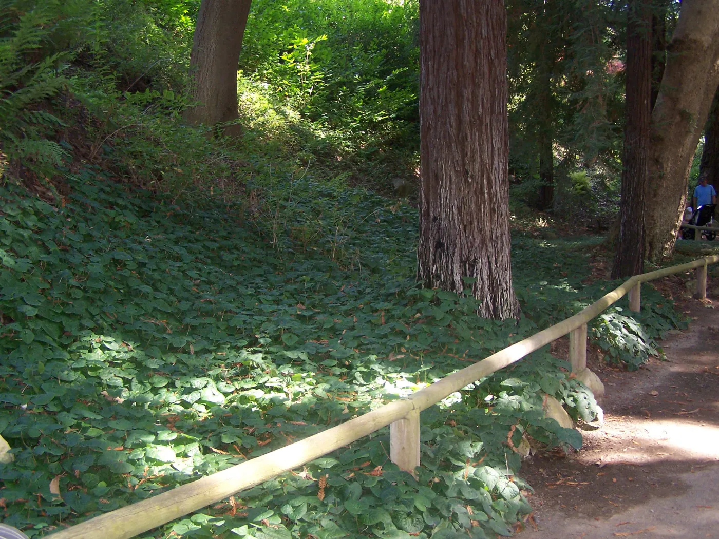 Redwood Section, SBBG Community Free Day (Coast Redwood)