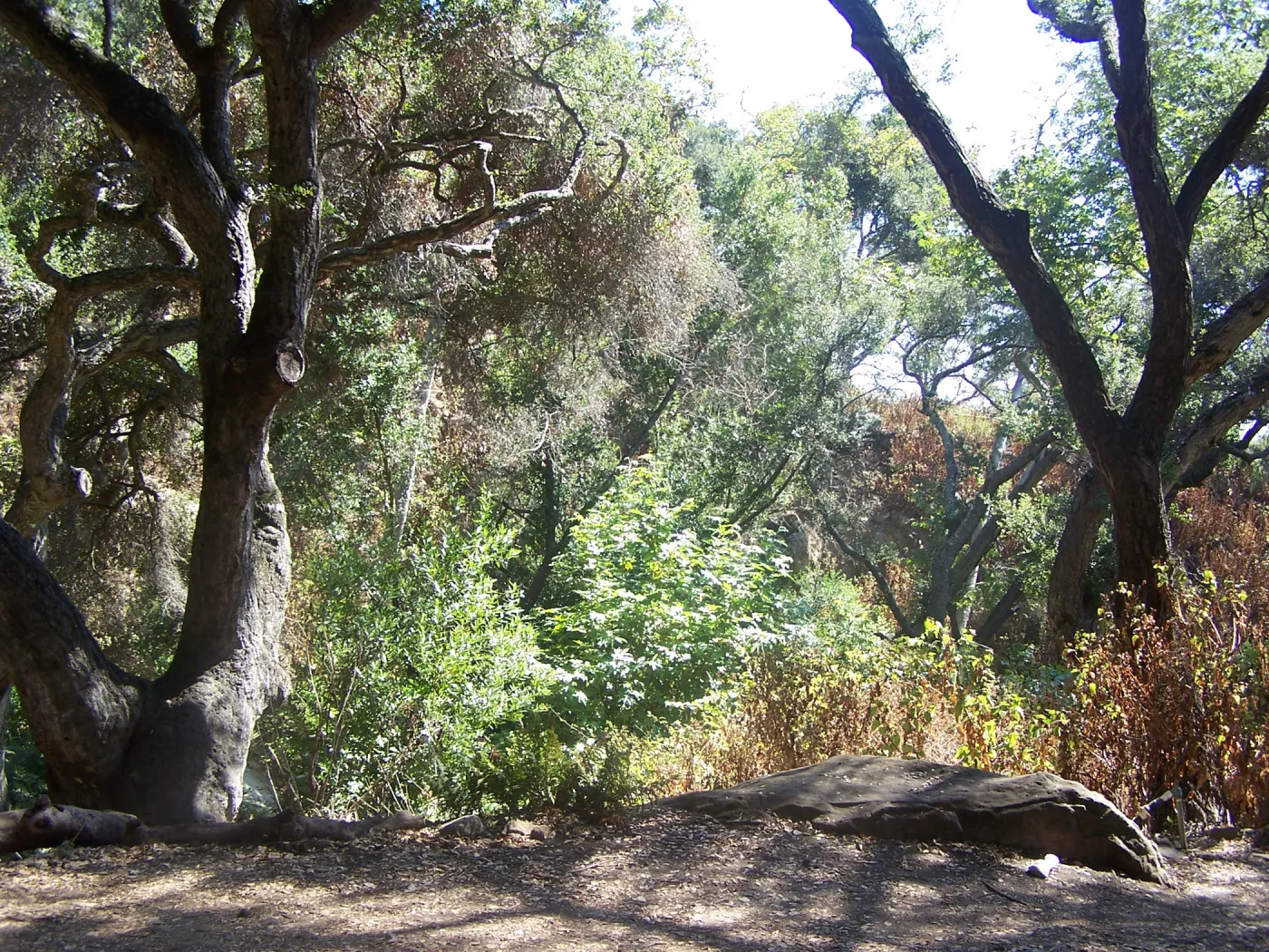SBBG Community Free Day, Canyon Trail