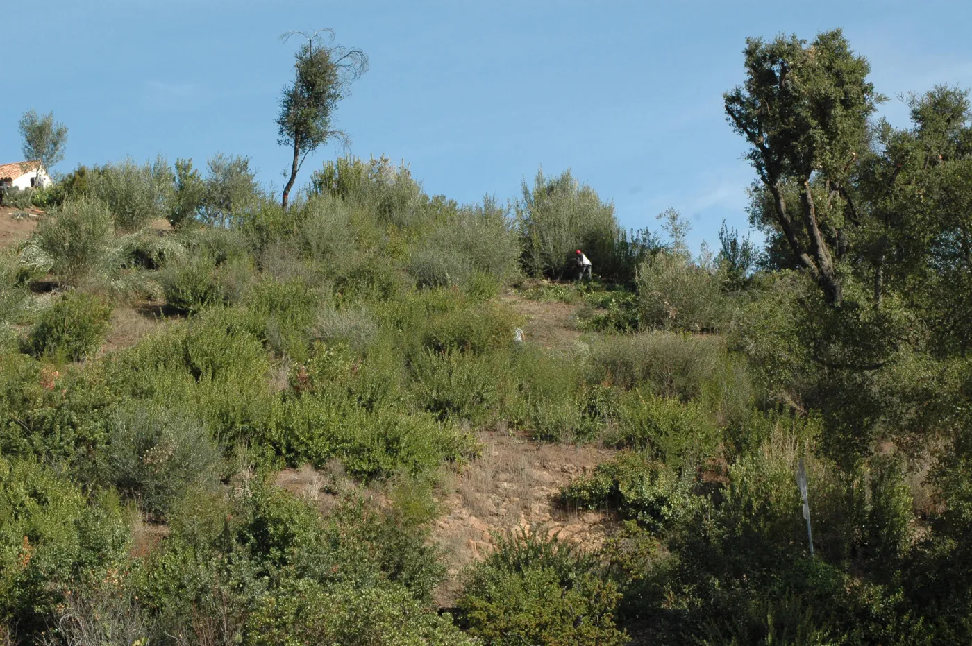 vegetation clearance for fire protection, Maloy property, Mission Canyon, SBBG neighbor