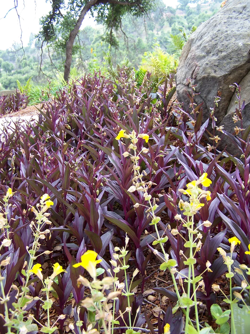 Epipactis gigantea, Orchid Display Garden, SBBG, 2011
