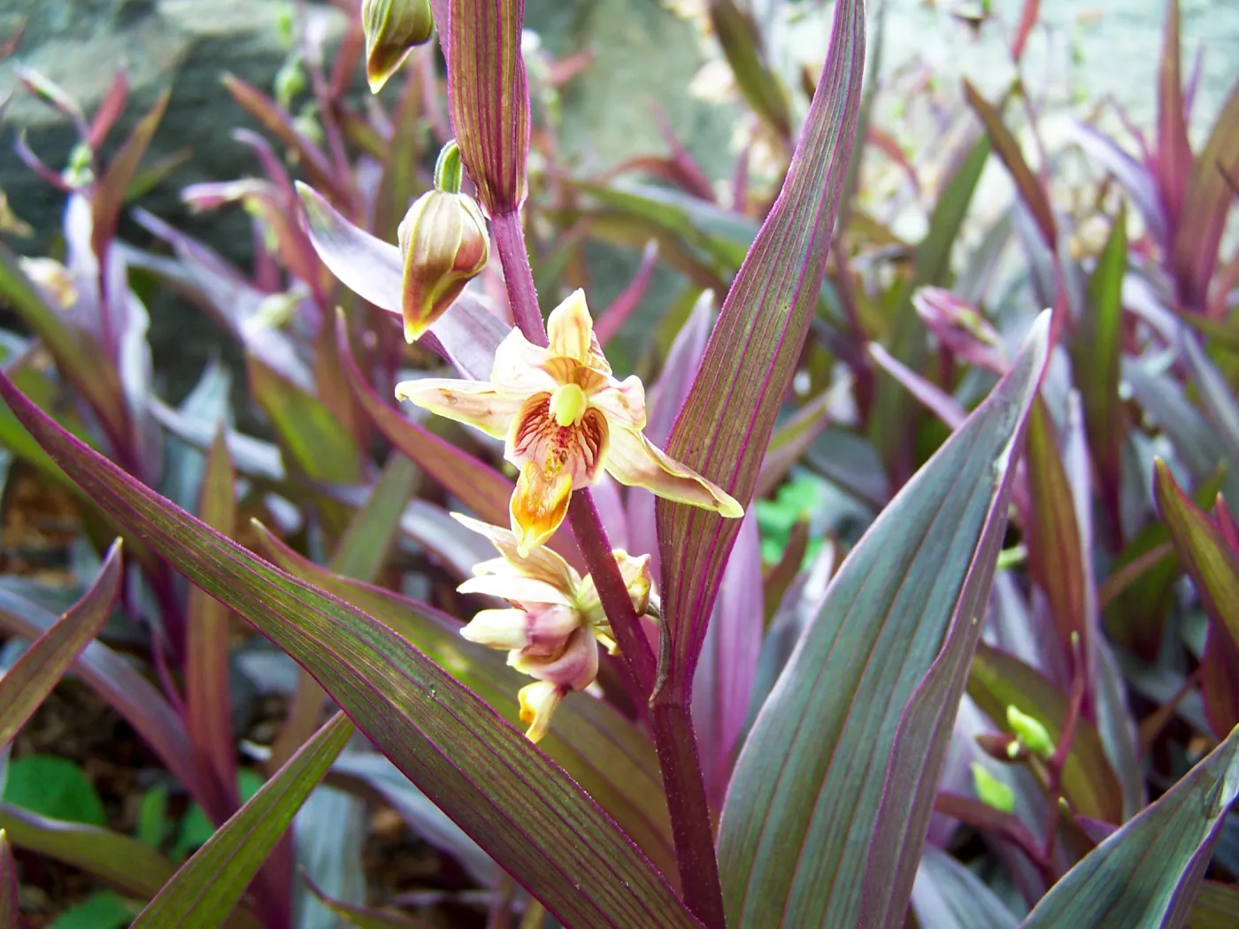 Epipactis gigantea, Orchid Display Garden, SBBG, 2011