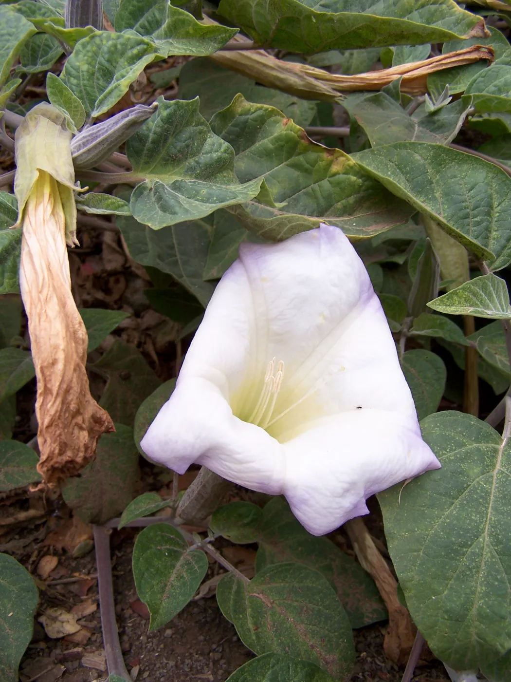 Datura