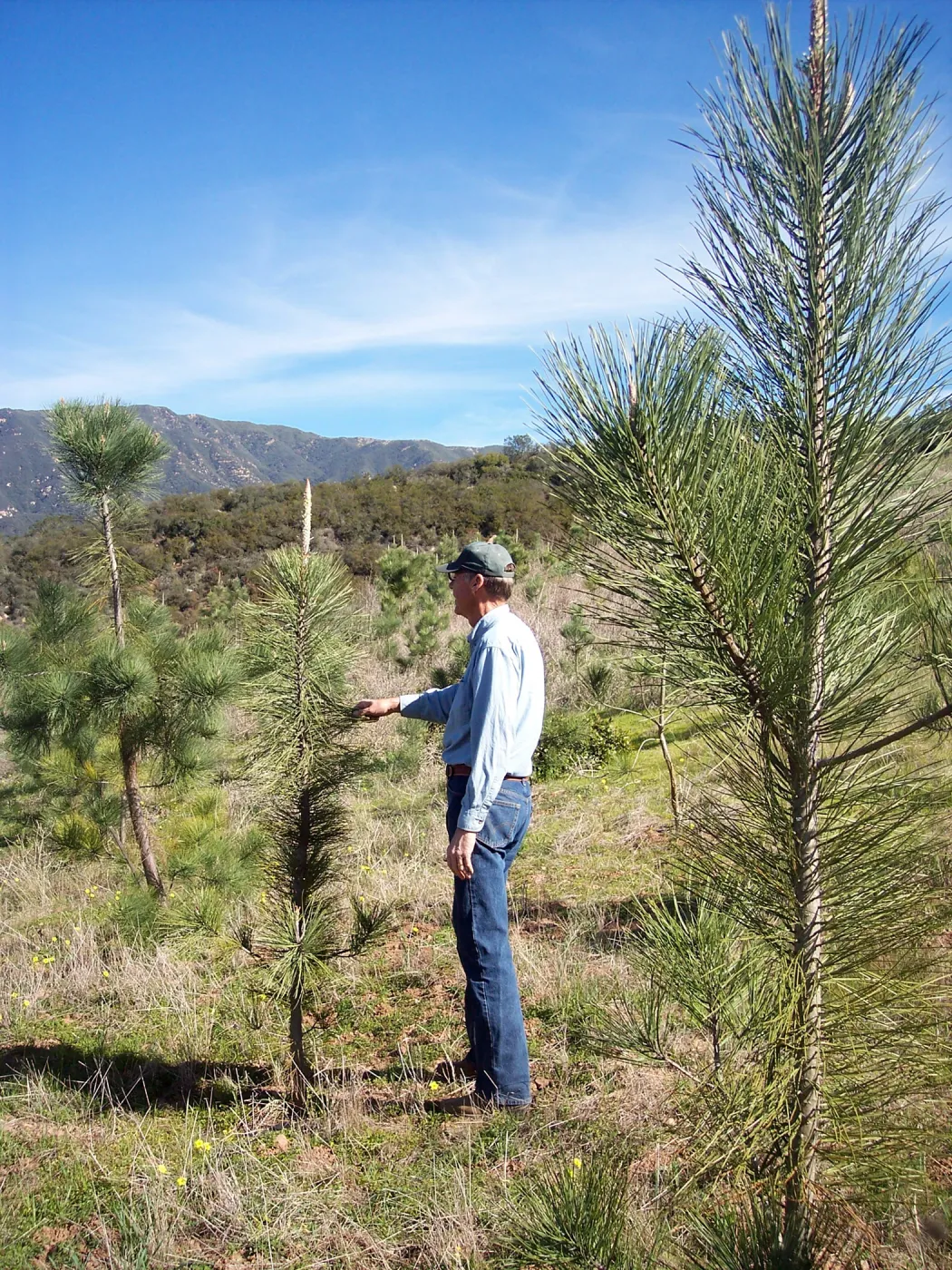 SBBG Torrey Pines research project, Hay Hill, Robert Muller