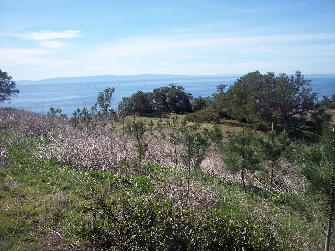 SBBG Torrey Pines research project, Hay Hill, view to Santa Cruz Island, oil rigs in Santa Barbara Channel