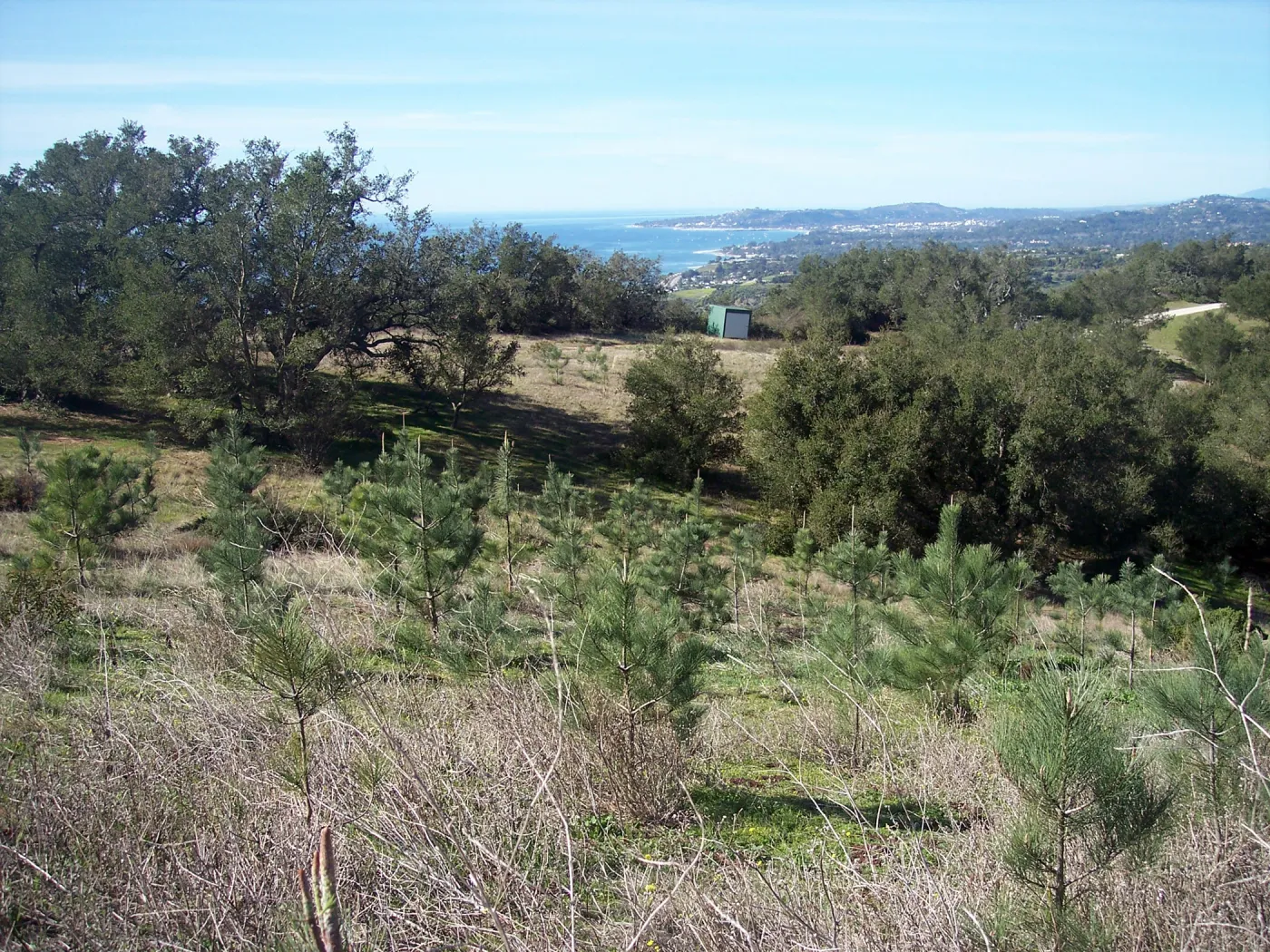 SBBG Torrey Pines research project, Hay Hill