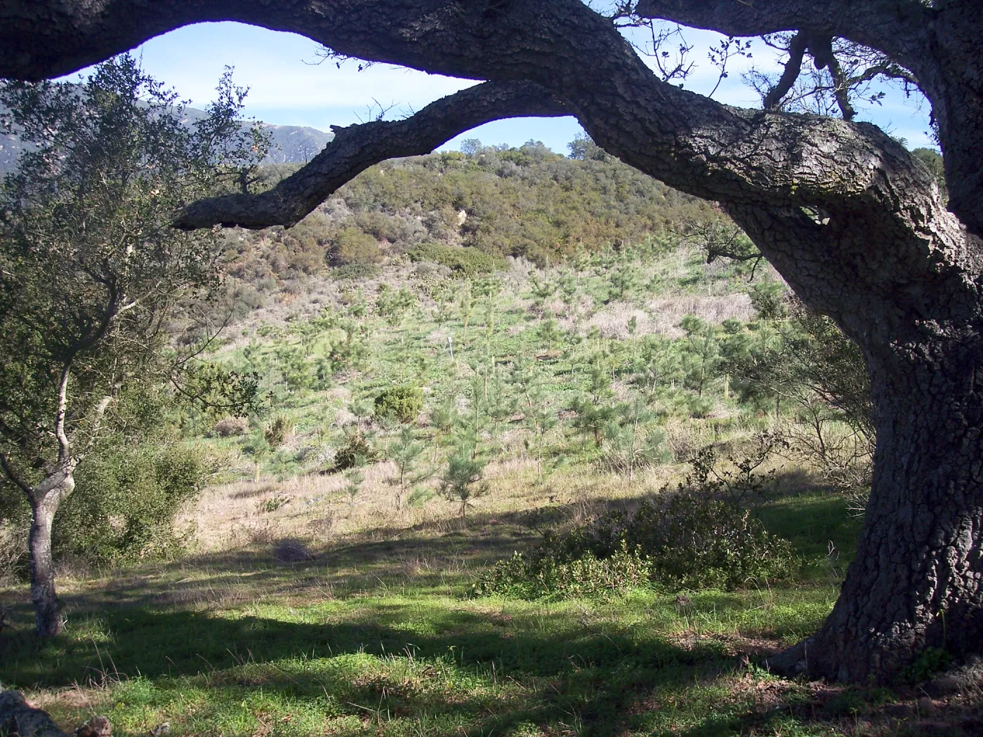 SBBG Torrey Pines research project, Hay Hill