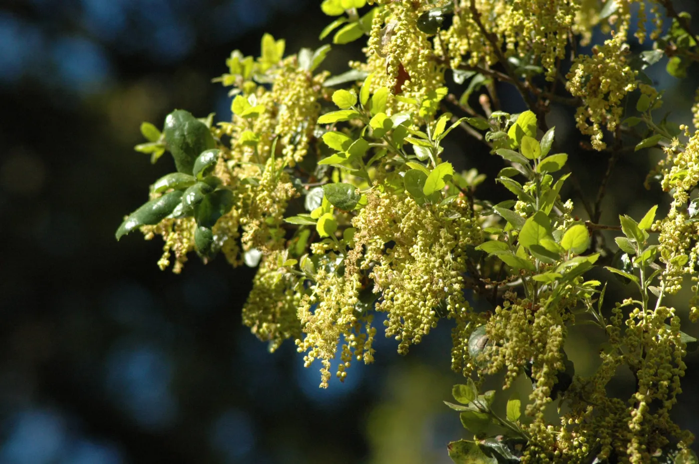 Coast live oak, Quercus agrifolia, flowering in the Garden