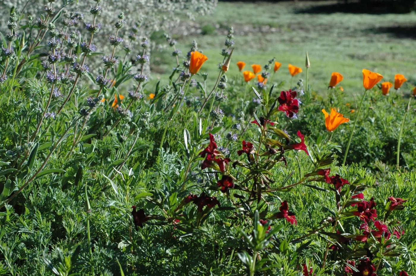 Salvia (Sage) , Mimulus (Monkey -Flower)and poppies blooming on the edge of the Meadow