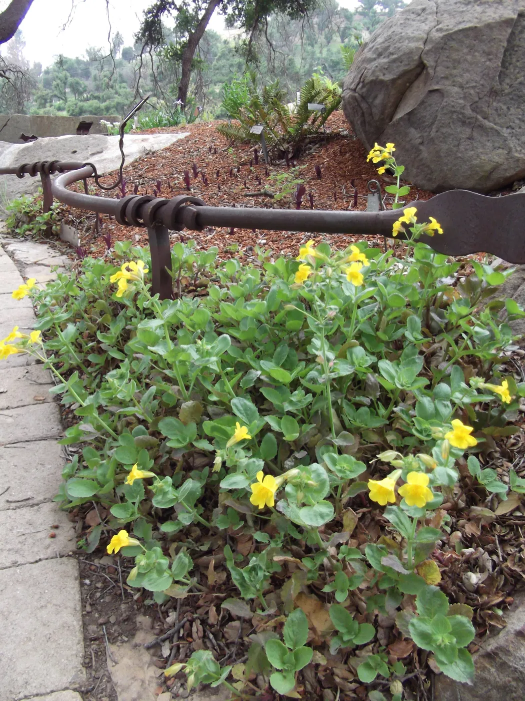 Monkeyflower (Mimulus) in bloom, SBBG