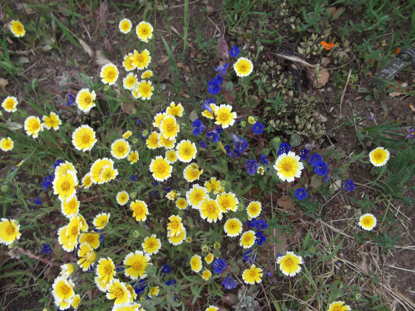 wildflowers, SBBG