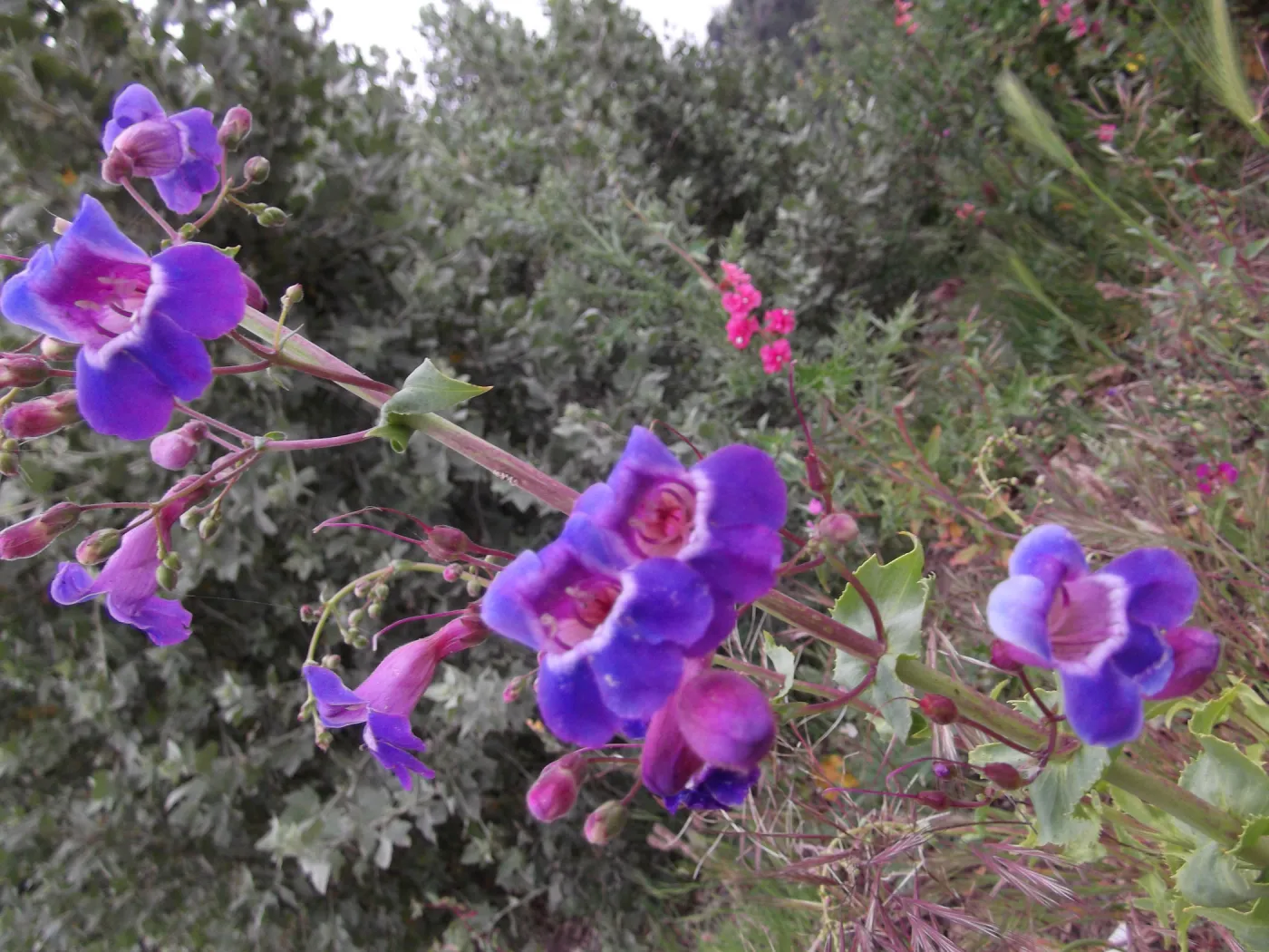 Wildflowers at SBBG