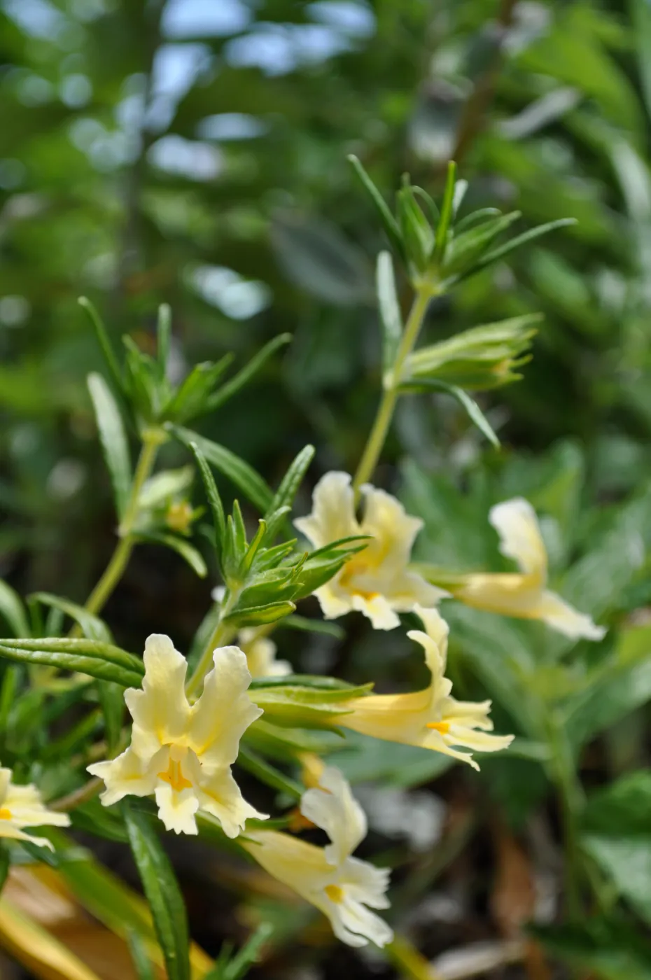 Monkeyflower (Mimulus aurantiacus) in bloom