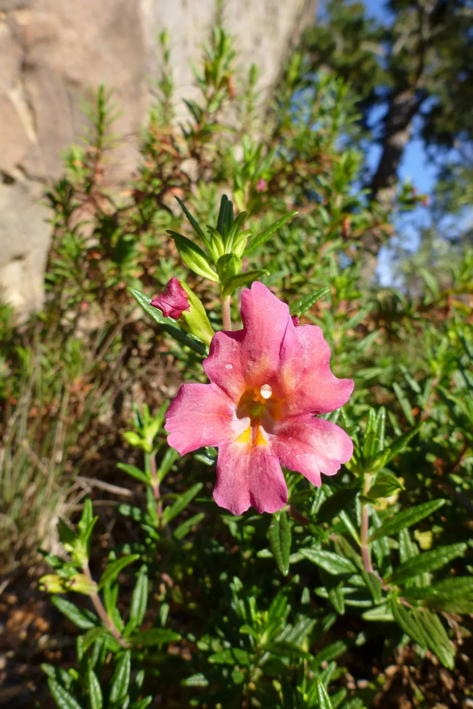 Mimulus (monkeyflower) blooming at the foot of the Blaksley Boulder