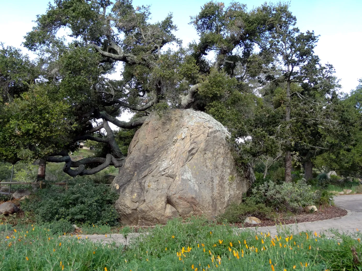Blaksley Boulder, Santa Barbara Botanic Garden