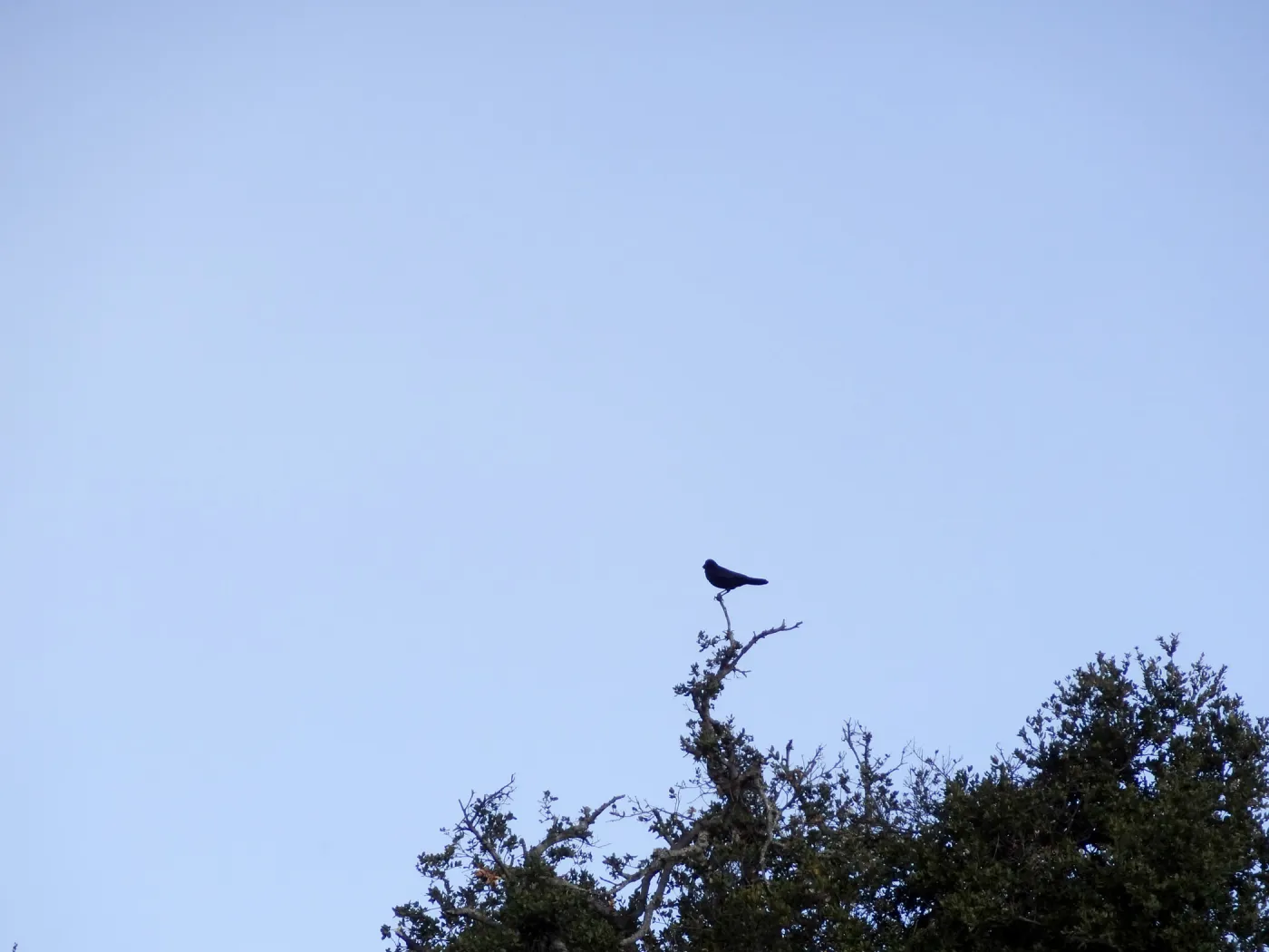 crow in silhouette, Santa Barbara Botanic Garden