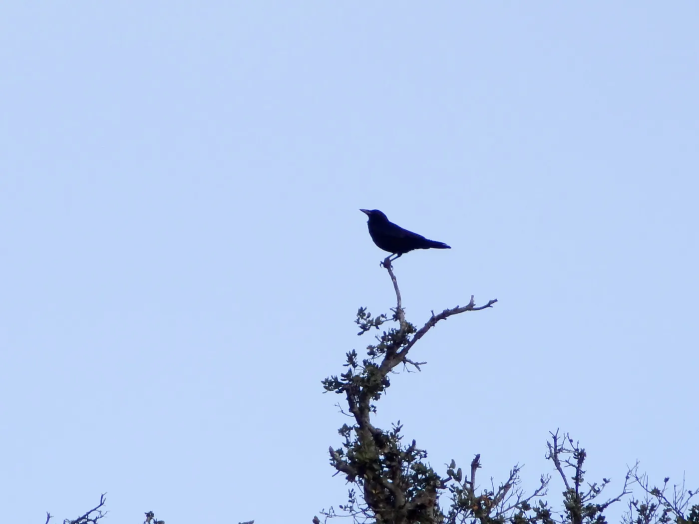 crow in silhouette, Santa Barbara Botanic Garden