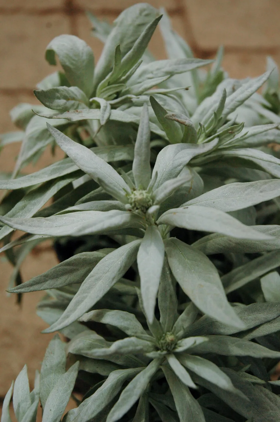 Spring Plant Sale 2012