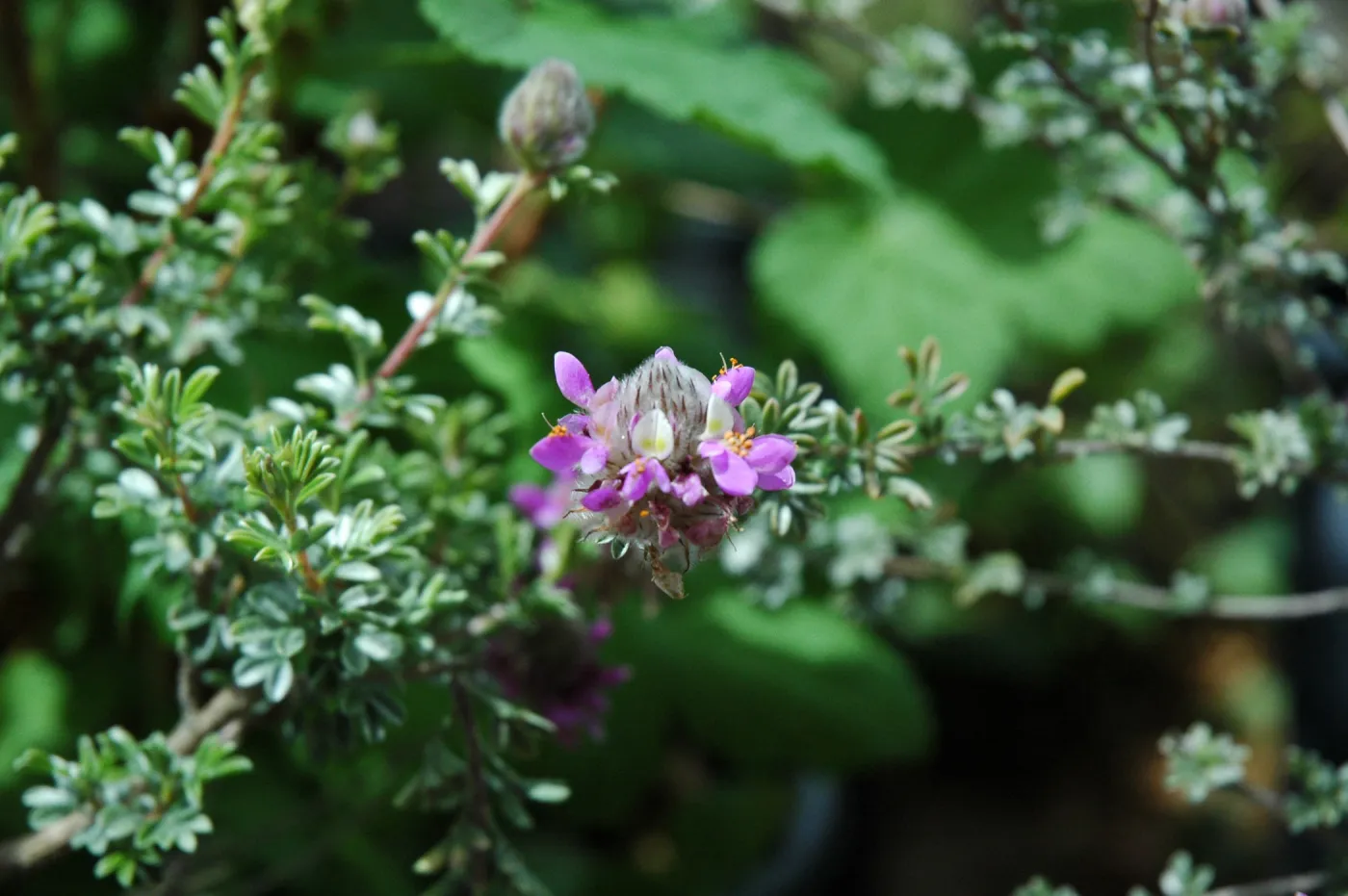 Spring Plant Sale 2012