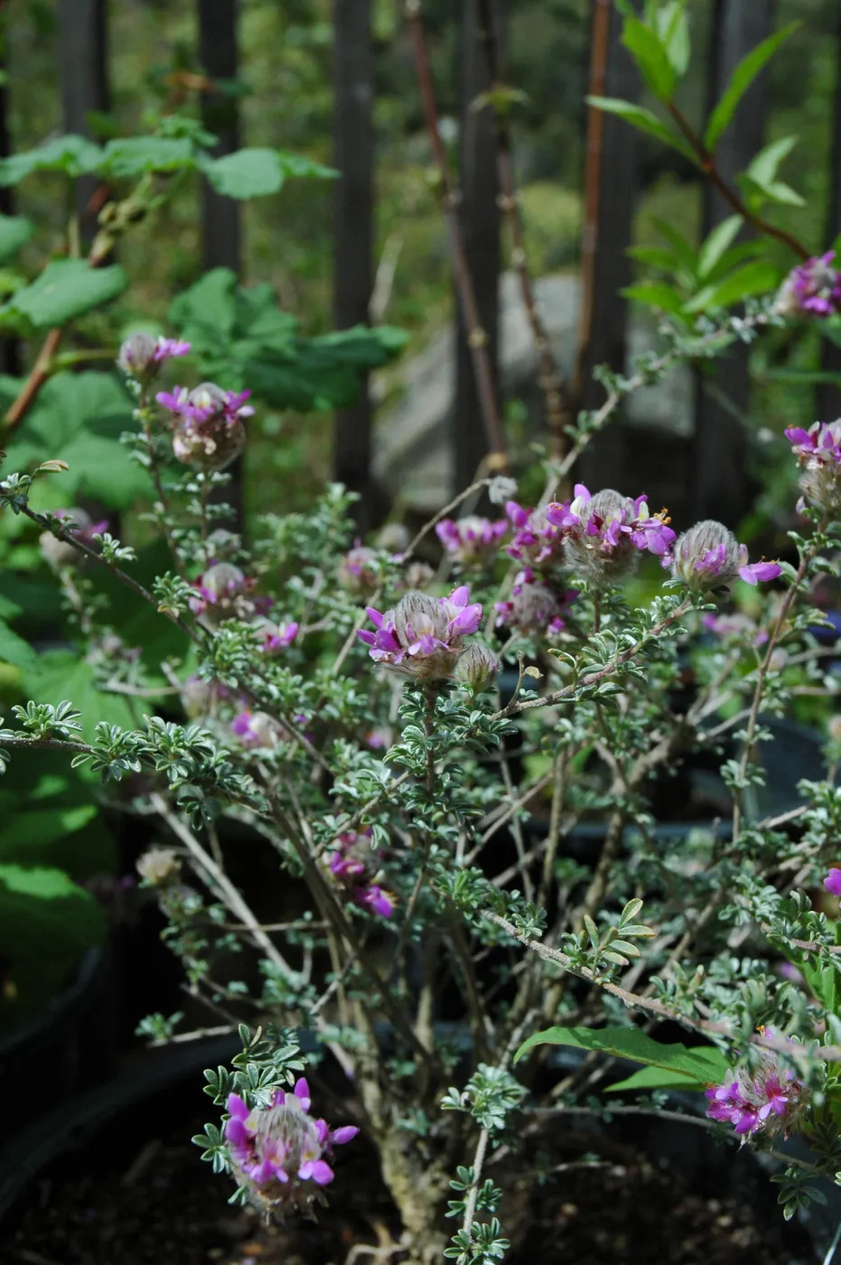 Spring Plant Sale 2012