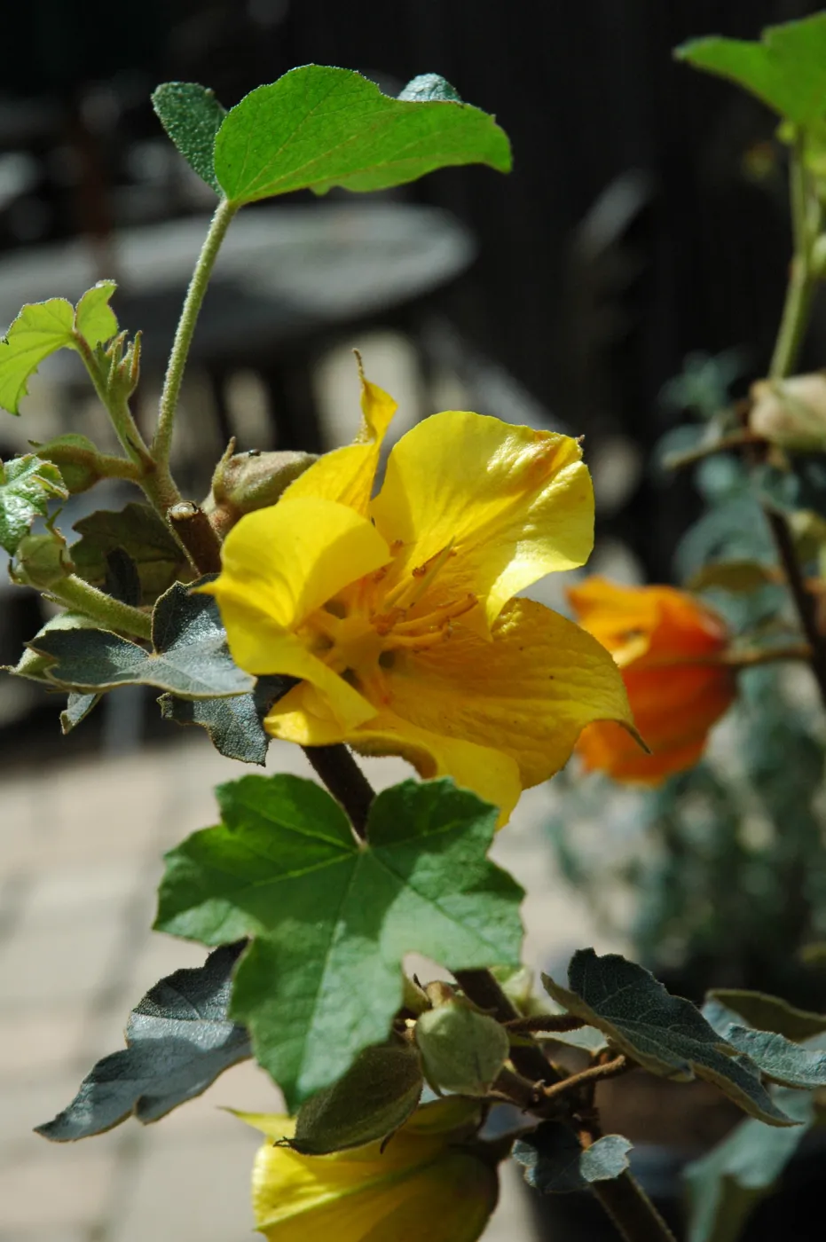 Spring Plant Sale 2012