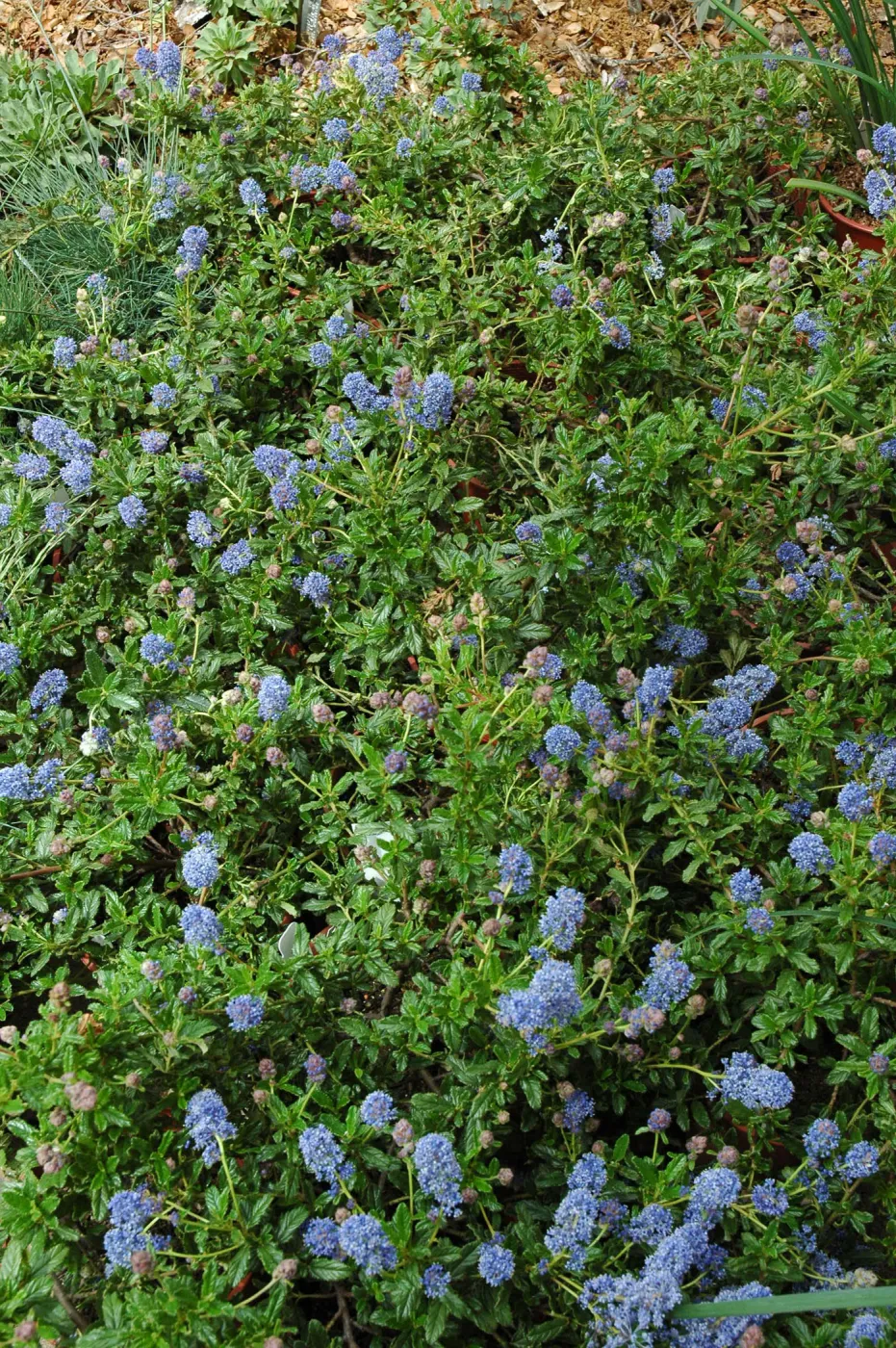 Spring Plant Sale 2012